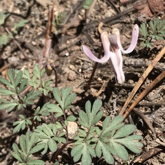 Dicentra uniflora