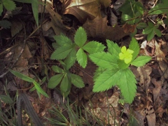 Potentilla canadensis