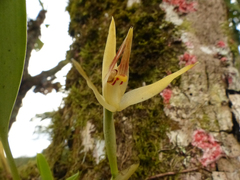 Maxillaria chlorantha