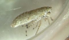 Deltocephalinae