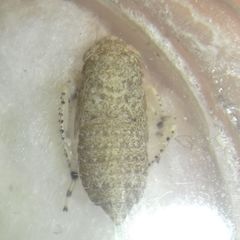 Deltocephalinae