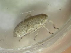 Deltocephalinae