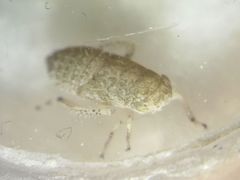 Deltocephalinae
