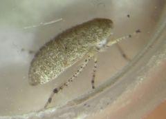 Deltocephalinae