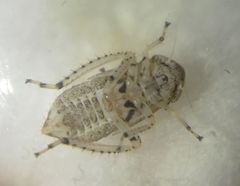 Deltocephalinae