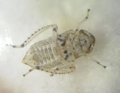 Deltocephalinae