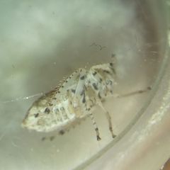 Deltocephalinae
