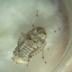 Deltocephalinae
