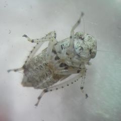 Deltocephalinae
