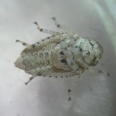 Deltocephalinae