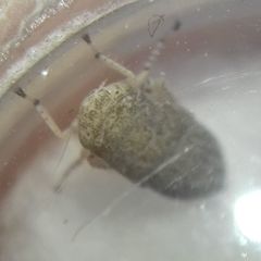 Deltocephalinae