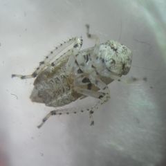 Deltocephalinae