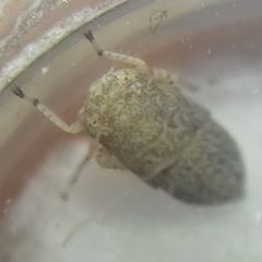 Deltocephalinae