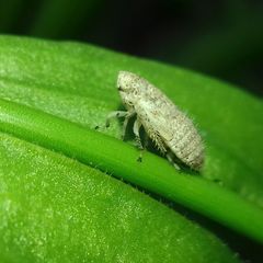 Deltocephalinae