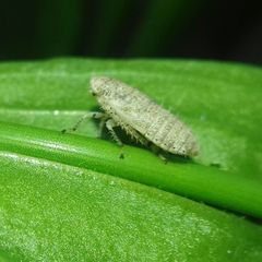 Deltocephalinae