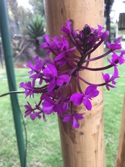 Blepharodon maigualidae