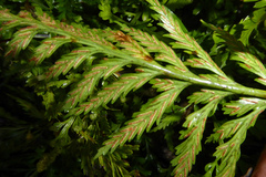 Asplenium lamprophyllum