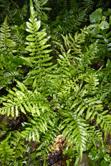 Asplenium lamprophyllum