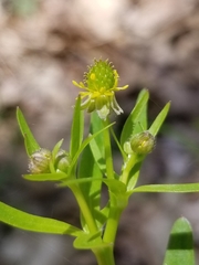 Ranunculus allegheniensis