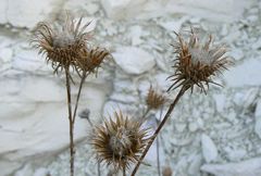 Ptilostemon chamaepeuce