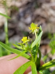 Ranunculus allegheniensis