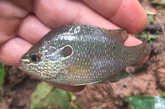 Lepomis marginatus