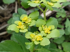 Chrysosplenium alternifolium