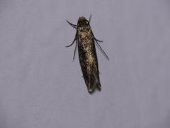 Niditinea fuscella