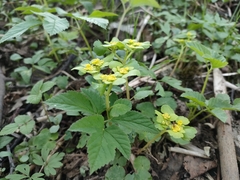 Chrysosplenium alternifolium