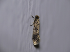 Niditinea fuscella