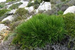 Ptilostemon chamaepeuce