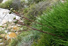 Ptilostemon chamaepeuce