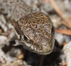 Podarcis muralis