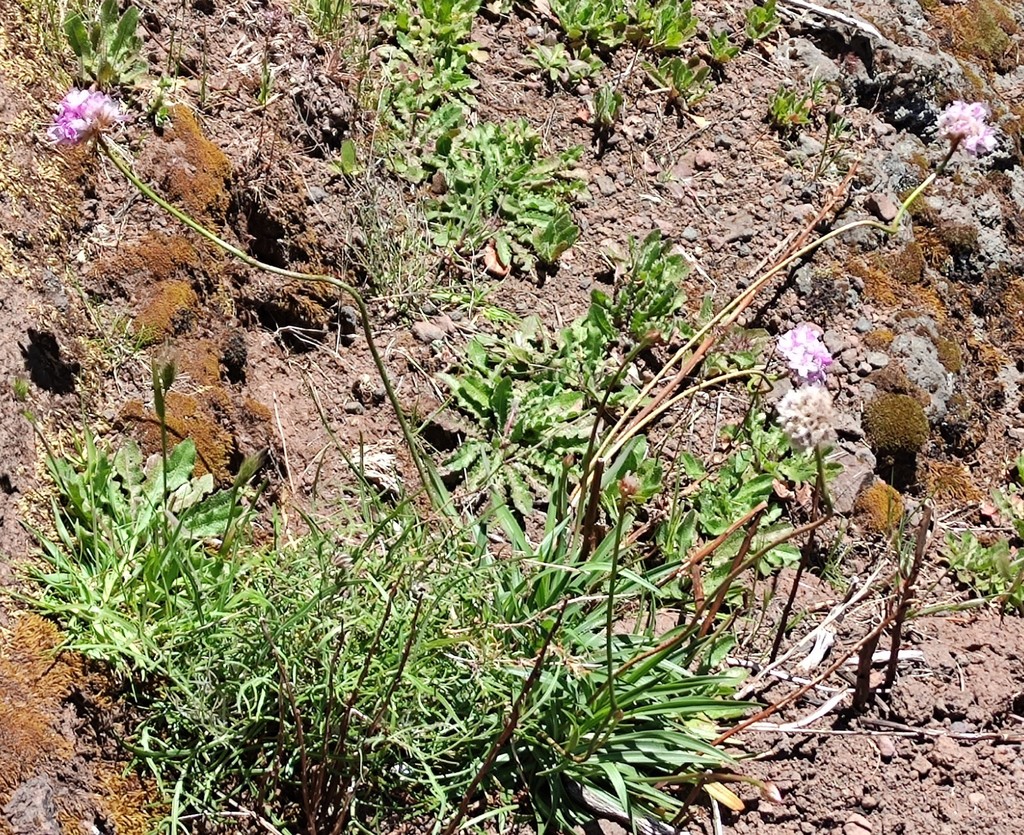 Armeria maderensis (Armeria maderensis)