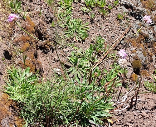 Armeria maderensis (Armeria maderensis)