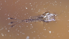 Ephemeroptera