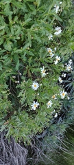 Argyranthemum pinnatifidum subsp. montanum image