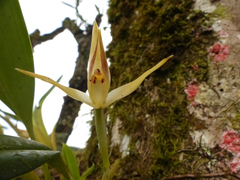 Maxillaria chlorantha