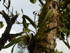 Maxillaria chlorantha