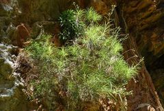 Ptilostemon chamaepeuce