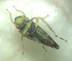 Fieberiella