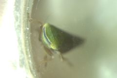 Fieberiella