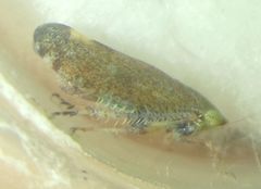 Fieberiella