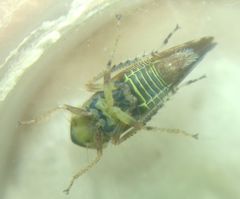 Fieberiella