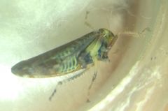 Fieberiella