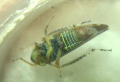Fieberiella