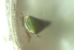 Fieberiella