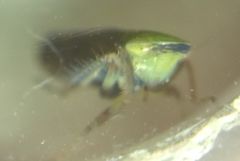 Fieberiella