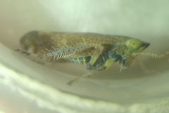 Fieberiella