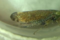 Fieberiella